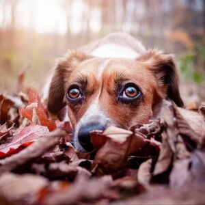 Meet your Posher, Audrey